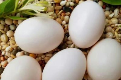 拿走鸽子蛋鸽子会不会生气，鸽子是会生气的