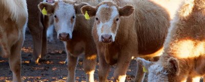 喂牛的最佳时间，一般在中午12点和下午6点左右各喂一次