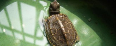 中华草龟分布省份,不同地区的中华草龟有所区别