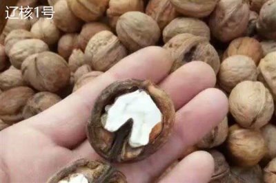 核桃的价格,一斤需要10-20元左右