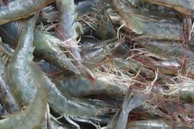 养虾过程中存在的问题,如有发病需及时治疗