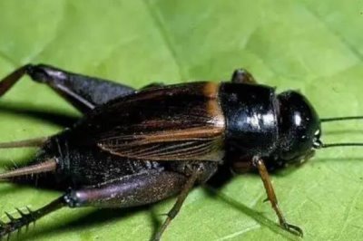 蟋蟀一直叫的原因,主要是为了争夺食物