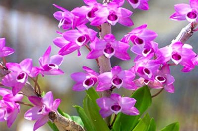 我国珍贵兰花品种介绍,常见以下十种