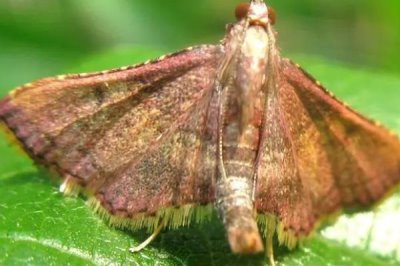 如何防治龙眼卷叶蛾,发现病枝病果要立即剪除