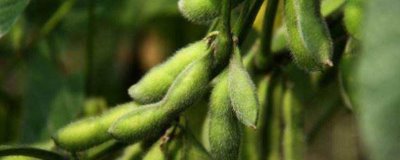 圣豆102大豆种子简介,6月10-25日播种