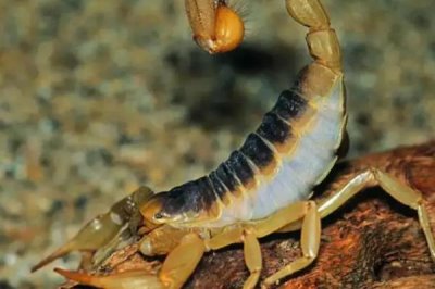 蝎子一年可以繁殖几次，1年可以繁殖2次