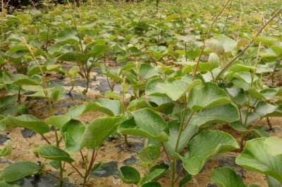 山梨种子怎么挑选,选择外观好、颗粒饱满且无虫眼的种子