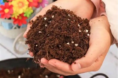 花卉盆栽土如何配制，根据植株的生长情况选择适合的基质