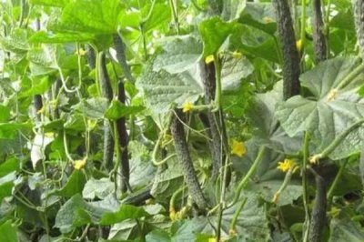 大棚黄瓜疯长怎么办,需合理施肥并控温控湿