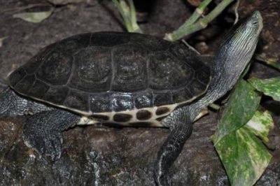 花龟喜欢吃的食物有哪些,幼年期喜食鱼虾肉、红虫、面包虫等食物