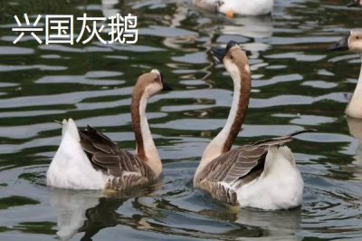 江西赣州市的特产,赣南脐橙成为赣州名片