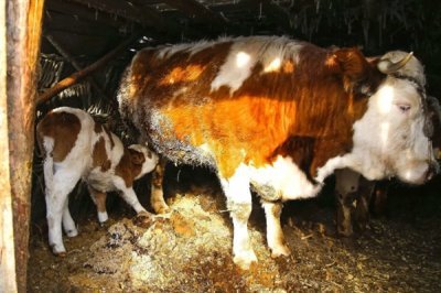 牛难产拉不出来如何处理，应及时采取手术助产措施