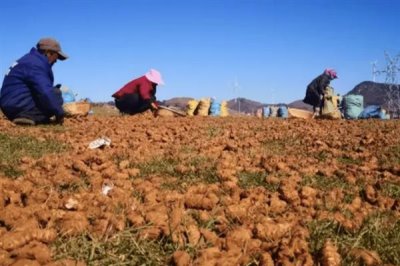 洋姜的种植方式，喜欢冷爽干燥的环境