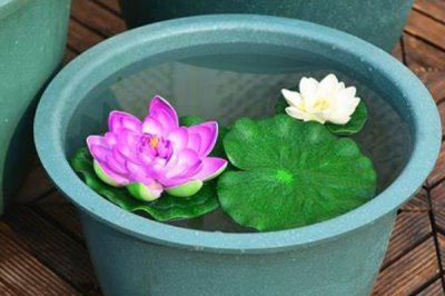 荷花水培的种植方法,4月份左右种植为佳
