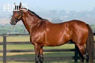 半血马和纯血马有什么区别,半血马的繁殖能力强、纯血马的繁殖能力差