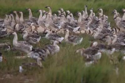 有没有人工养殖的大雁，有养殖的但价格较贵