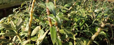 石斛的繁殖方法,这5种方式任选