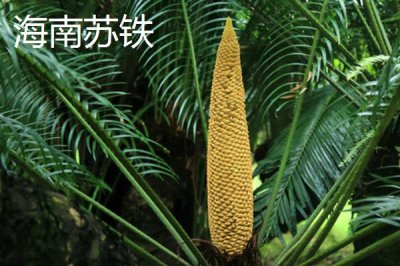 铁树的种类,常见的有巴西铁树、海南苏铁等