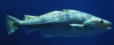 油鱼和鳕鱼的区别，外形、鳞片和价格均不同