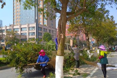 树干被虫蛀了如何处理，可以喷杀虫剂或进行修剪