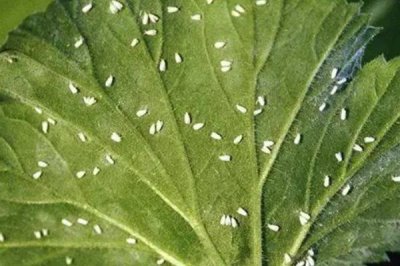 南瓜烟粉虱的危害,严重时甚至可使植株死亡