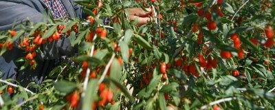 枸杞的产地在哪里,不同品种的产地有区别