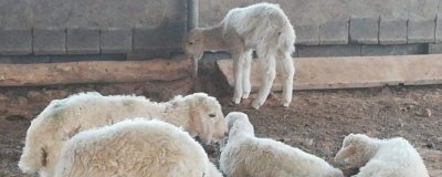 瘦羊如何催肥，可提供蛋白质和微生物含量较高的饲料