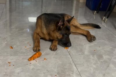 德国牧羊犬吃什么，可以喂干狗粮、灌装食品等