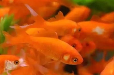 家养草金鱼会不会自然繁殖，达到了生育的年纪就可正常繁殖