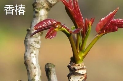 亩收益上万有哪些种植品种,推荐种植香椿、天麻等