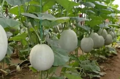 哈密瓜增产方法,整蔓摘心有助于促花保果、提高产量