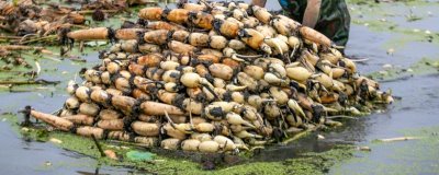 如何种植莲藕，通常在池塘或者稻田中种植