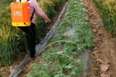 西瓜白粉病,主要危害叶片、叶柄和茎