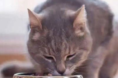 怎样给猫咪补充营养,可喂一些羊奶、奶酪、鸡蛋黄等