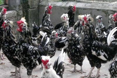 养殖贵妃鸡需要什么环境,需提供充足的光照、保持适宜的温湿度