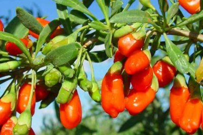 枸杞的产地在哪里,不同品种的产地有区别