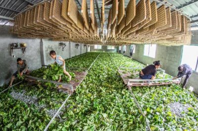 大规模养蚕要注意什么，及时处理食物残渣可避免病菌滋生