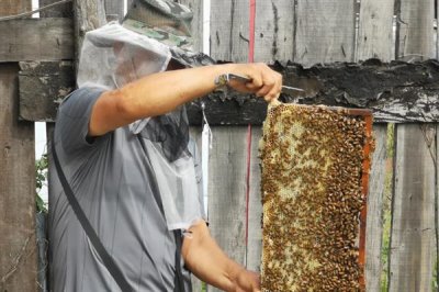 蜜蜂一年能取几次蜜,中蜂一般一年取1-2次