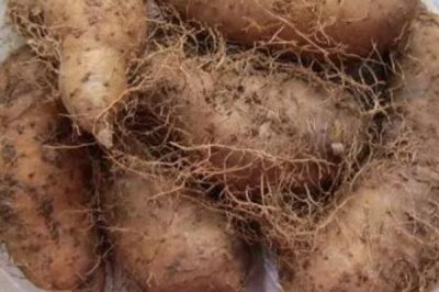 毛薯能放冰箱吗,可以放冰箱冷藏但不要冷冻