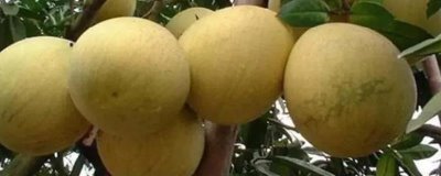 重庆市垫江县的特产,是闻名全国的丹皮之乡