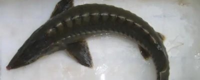 离开水的鲟鱼可以活多久，高耗氧的鱼类离不开水
