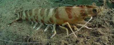 斑节对虾的产地,一般栖息于浅海海域