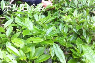 江西赣州市的特产,赣南脐橙成为赣州名片