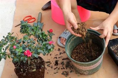 冬天给花卉换盆需要马上浇水吗，浇水保湿可加快服盆速度