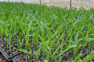 玉米的育苗方法,首先选择好的优质玉米种子