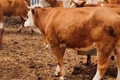 养牛的风险,包括肉牛来源、养殖技术等