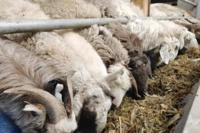 玉米患有锈病青贮后可以喂牛羊吗，不可用来饲喂牛羊