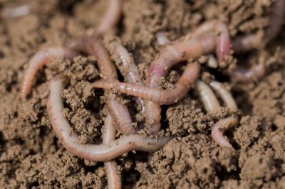 怎么在室内养殖红虫，每隔7-10天换一次水