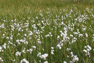 羊胡子草种子如何挑选,要选择健康饱满、无霉菌的种子