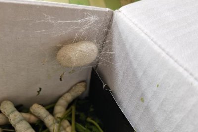 养蚕的注意事项,一定要选择新鲜的桑叶